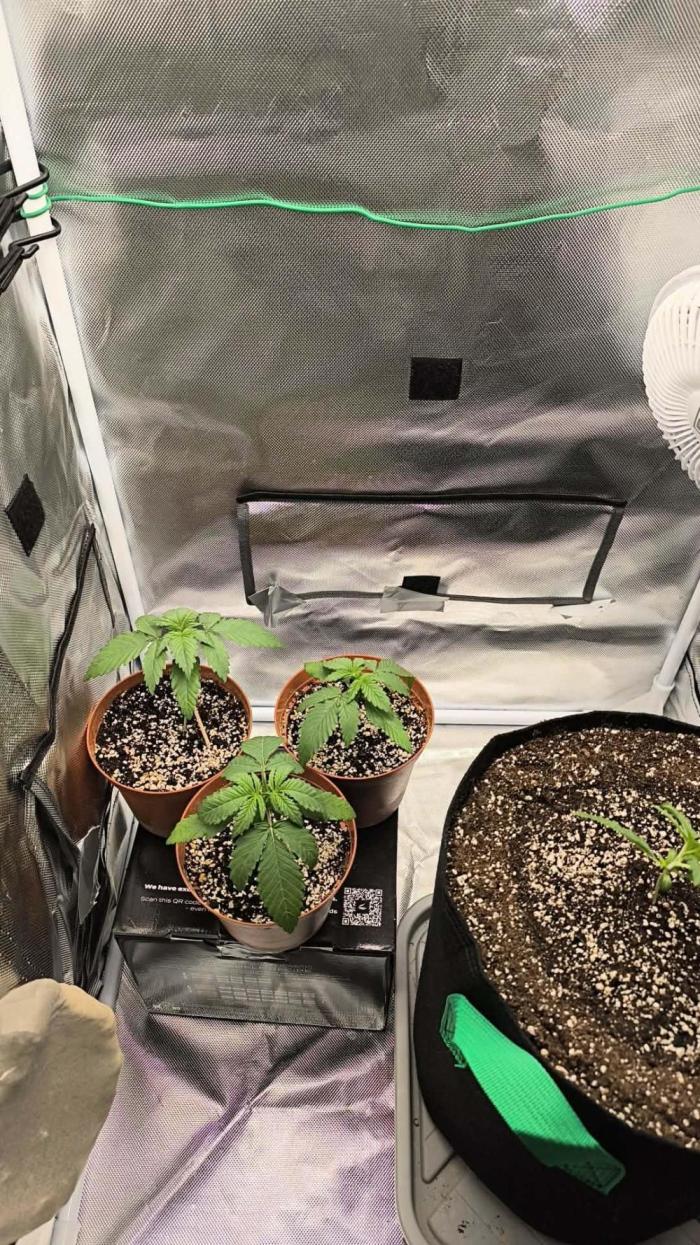 Purple Lemonade FF by FastBuds. Week 1