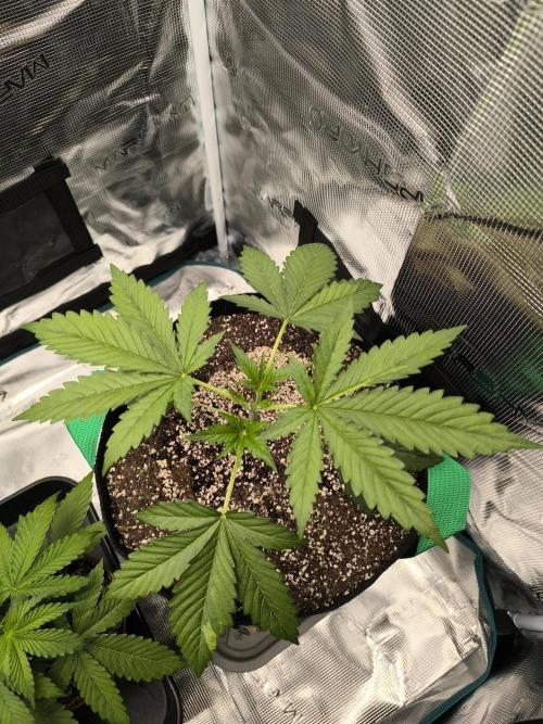 Purple Lemonade FF by FastBuds. Week 3