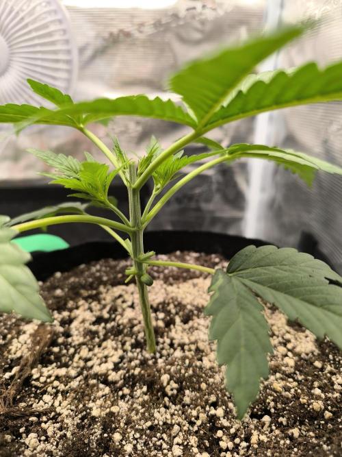 Purple Lemonade FF by FastBuds. Week 3