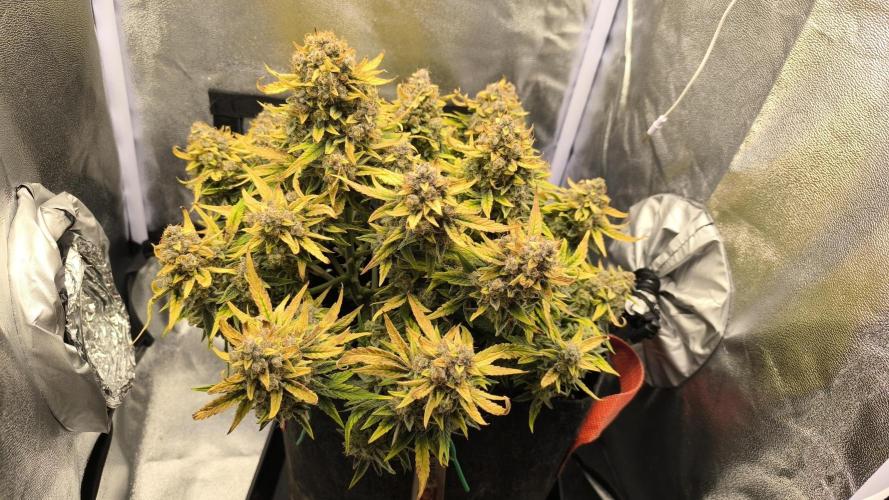 Epsilon F1- only harvest. Week 1