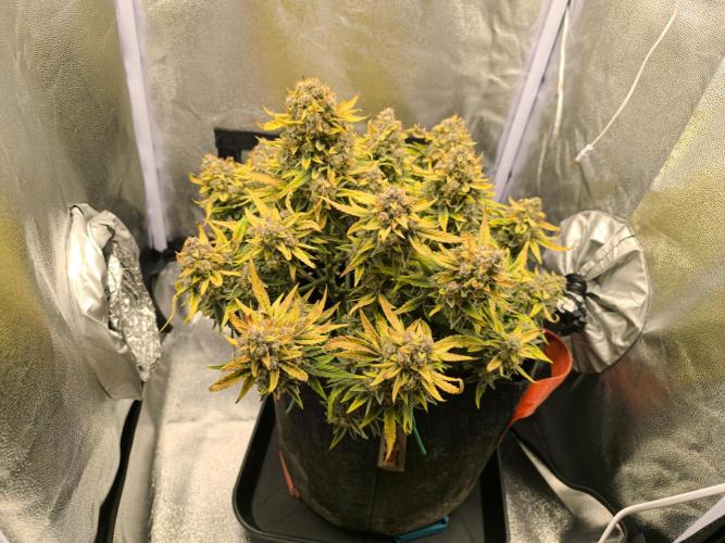 Epsilon F1- only harvest. Week 1