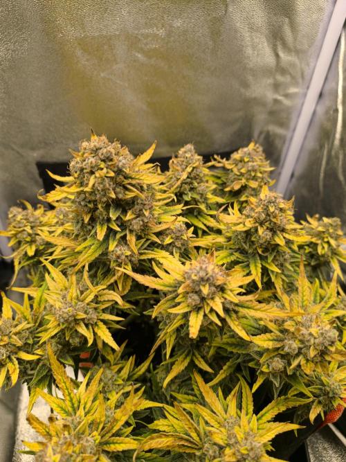 Epsilon F1- only harvest. Week 1