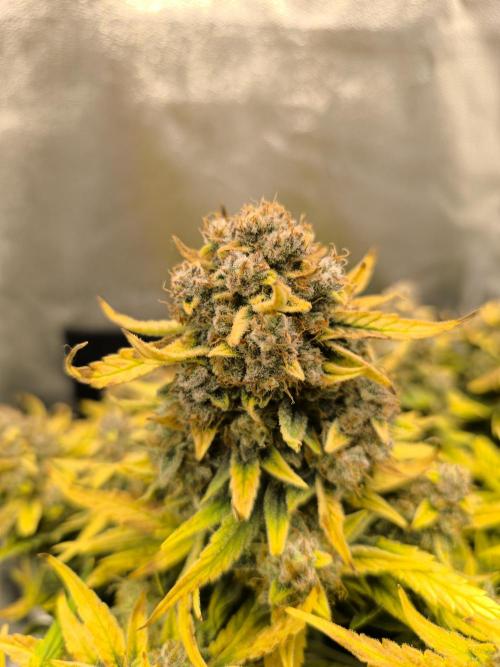 Epsilon F1- only harvest. Week 1