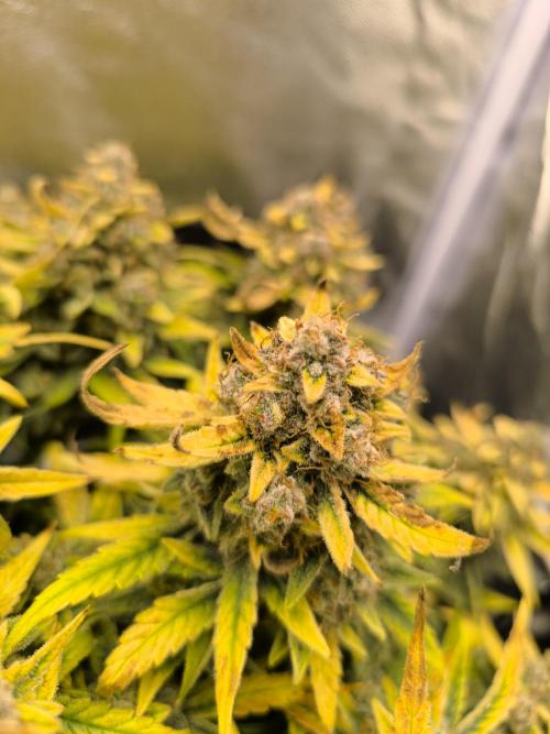 Epsilon F1- only harvest. Week 1