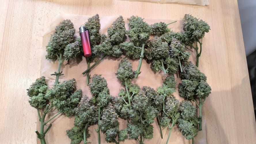 Epsilon F1- only harvest. Week 1