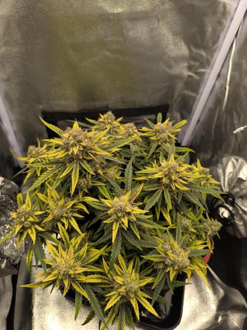 Epsilon F1- only harvest. Week 1