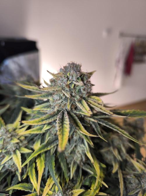 Epsilon F1- only harvest. Week 1