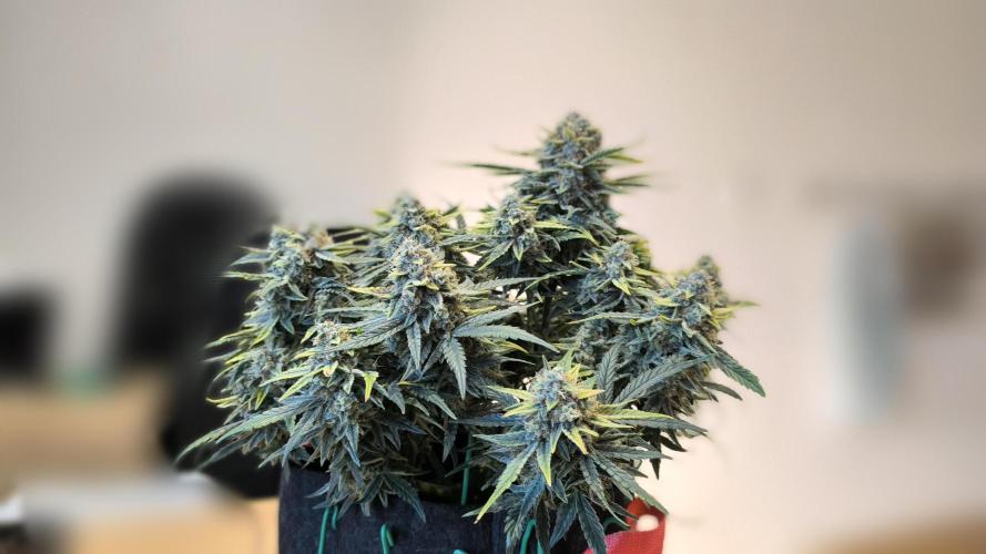 Epsilon F1- only harvest. Week 1