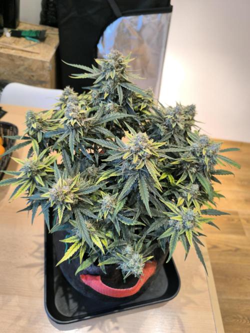 Epsilon F1- only harvest. Week 1