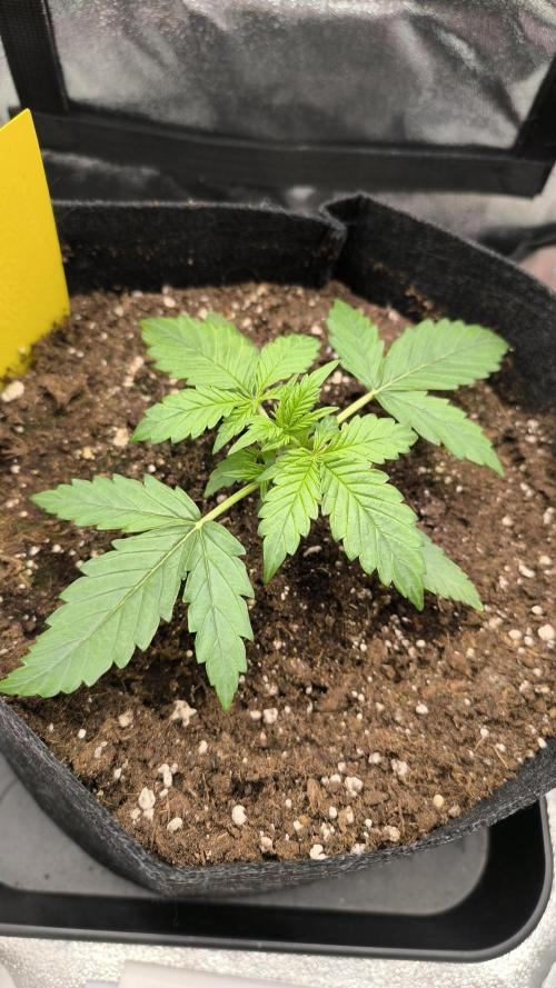 Epsilon F1- only harvest. Week 3