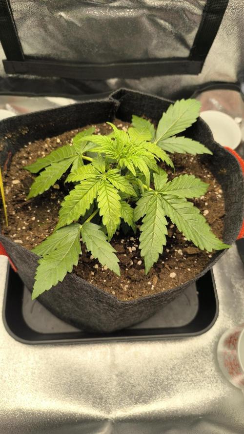 Epsilon F1- only harvest. Week 3