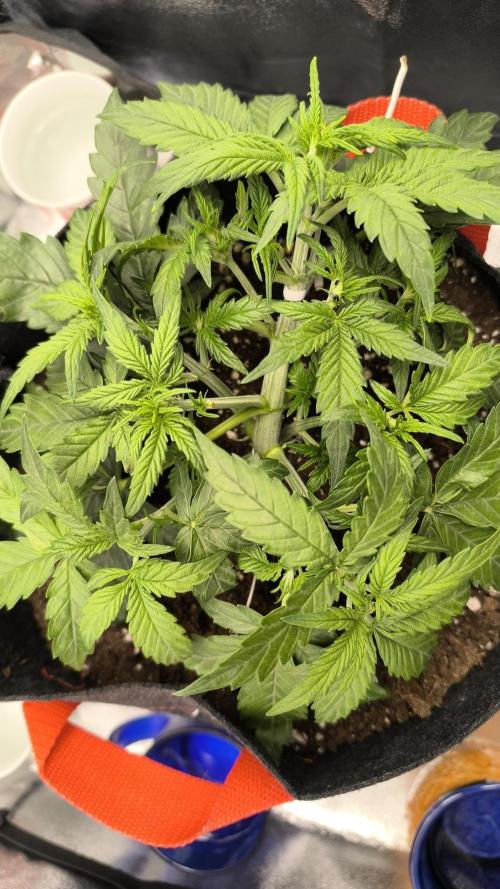 Epsilon F1- only harvest. Week 3