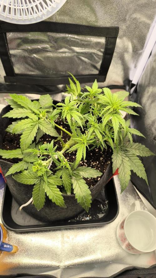 Epsilon F1- only harvest. Week 3