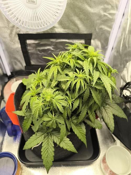 Epsilon F1- only harvest. Week 3