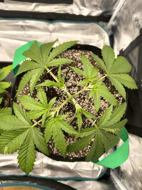 Purple Lemonade FF by FastBuds. Week 3