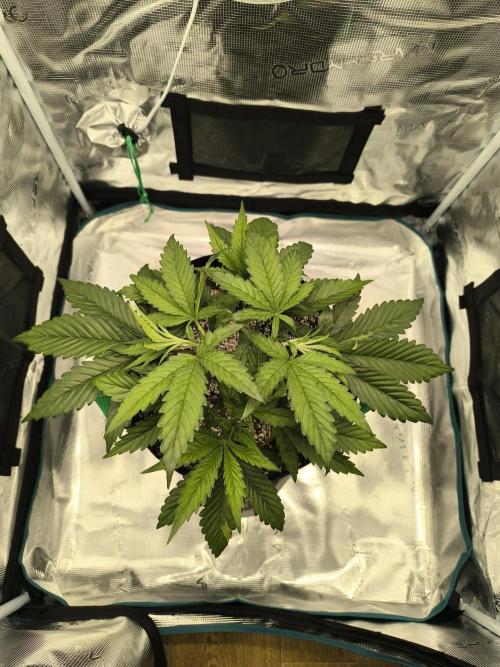 Purple Lemonade FF by FastBuds. Week 3