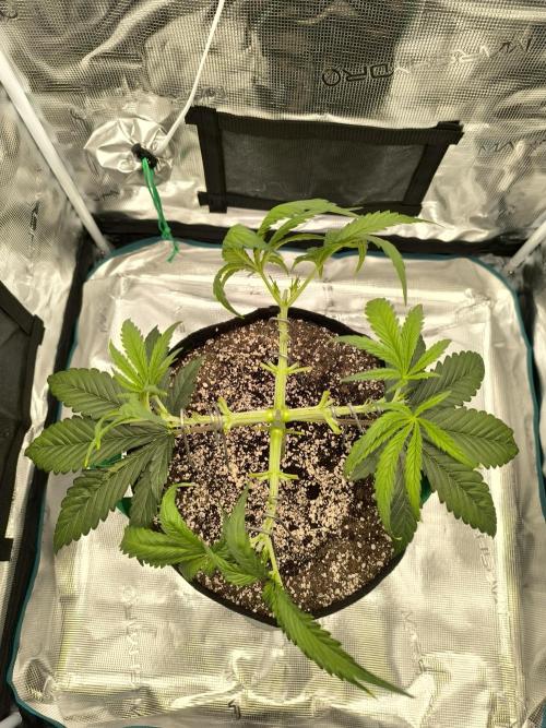 Purple Lemonade FF by FastBuds. Week 4