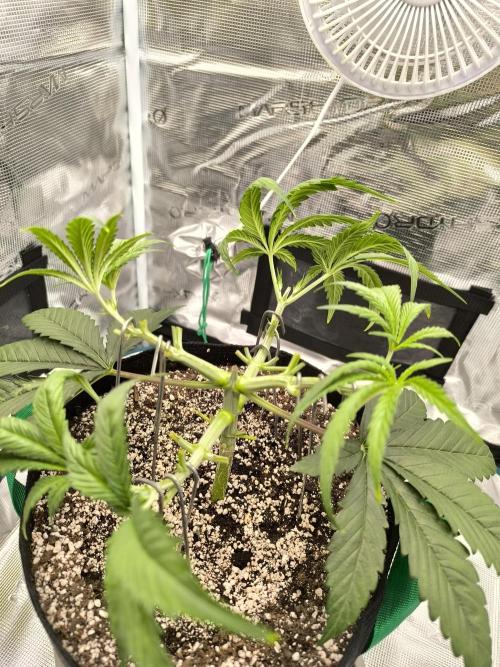 Purple Lemonade FF by FastBuds. Week 4