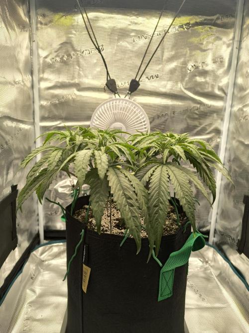 Purple Lemonade FF by FastBuds. Week 5