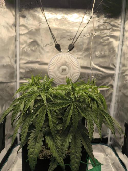 Purple Lemonade FF by FastBuds. Week 5