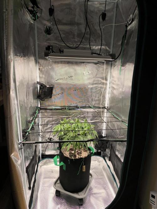 Purple Lemonade FF by FastBuds. Week 6