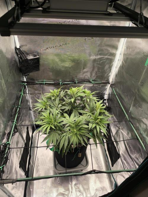 Grow Tent 70x70x160cm (2.3'x2.3'x5.3'). Week 7