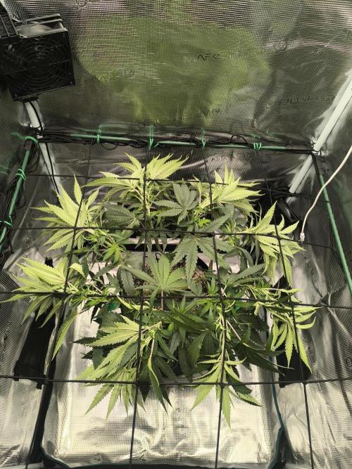 Grow Tent 70x70x160cm (2.3'x2.3'x5.3'). Week 7
