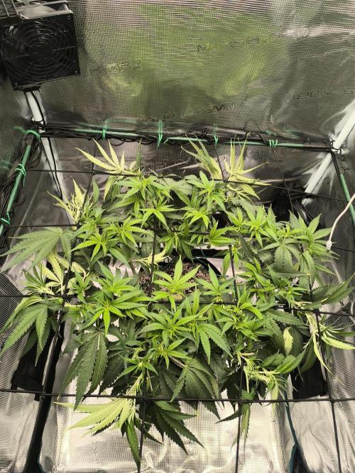 Grow Tent 70x70x160cm (2.3'x2.3'x5.3'). Week 7