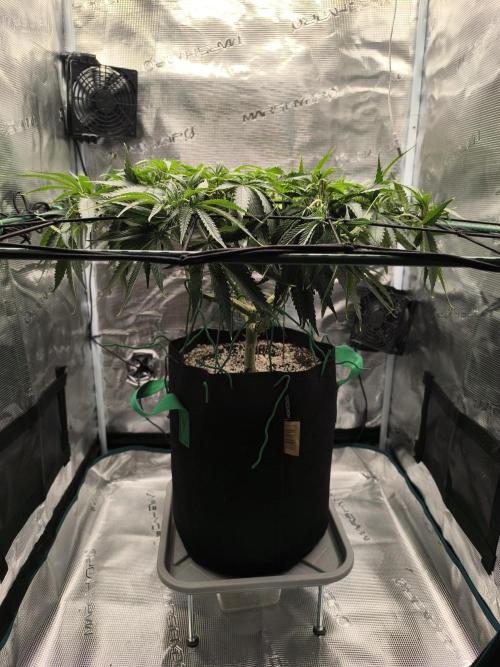 Purple Lemonade FF by FastBuds. Week 8