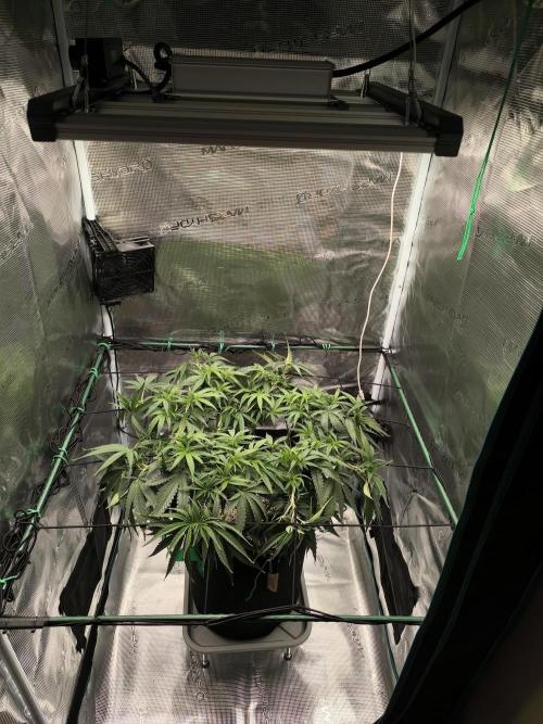 Purple Lemonade FF by FastBuds. Week 8