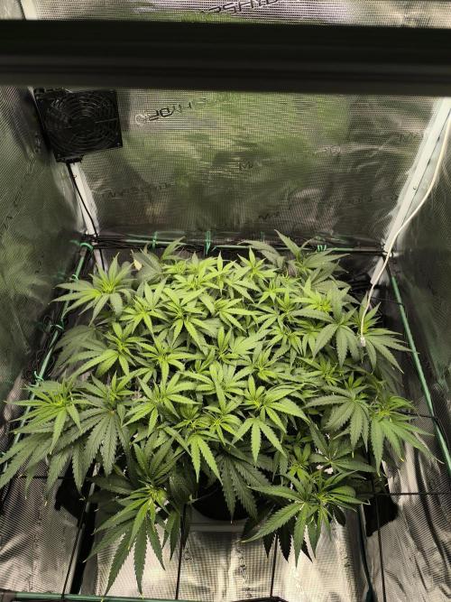 Purple Lemonade FF by FastBuds. Week 9
