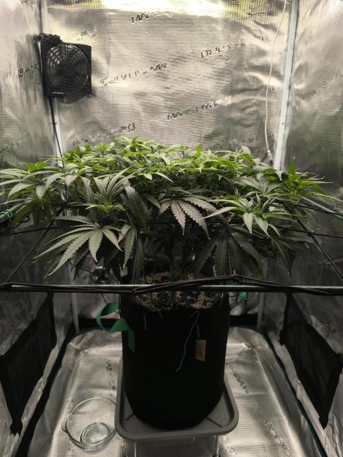 Purple Lemonade FF by FastBuds. Week 9