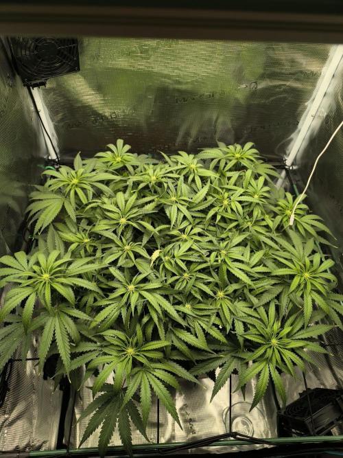 Purple Lemonade FF by FastBuds. Week 9