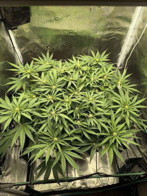 Purple Lemonade FF by FastBuds. Week 10