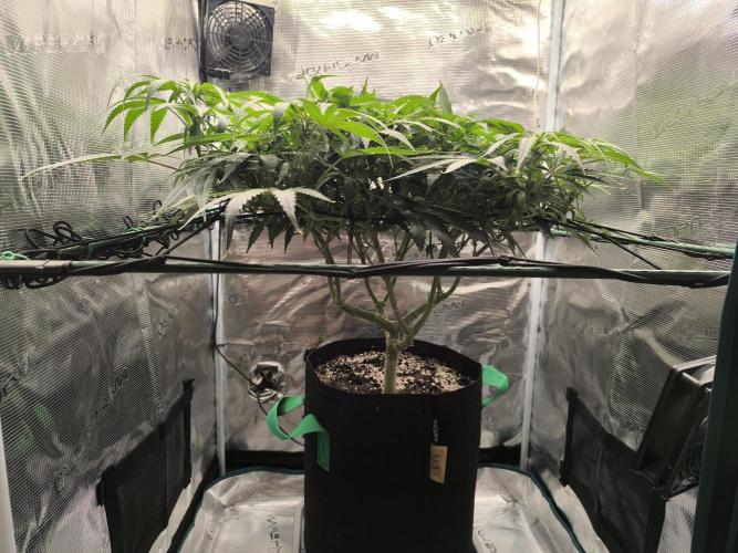 Purple Lemonade FF by FastBuds. Week 10