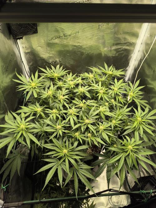 Purple Lemonade FF by FastBuds. Week 10