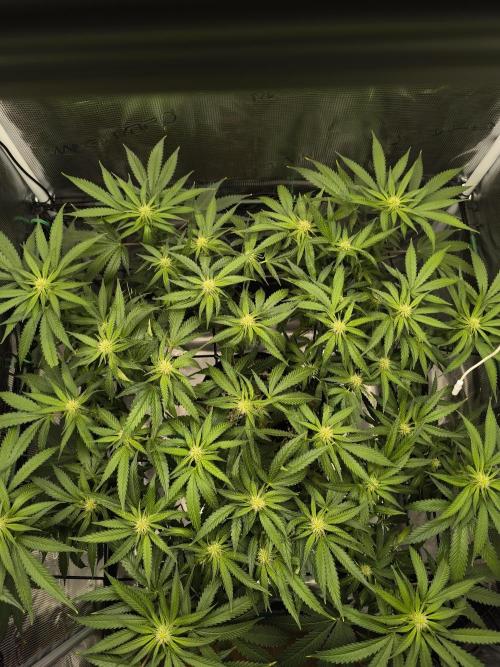 Purple Lemonade FF by FastBuds. Week 10