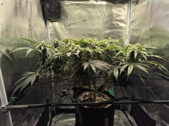 Purple Lemonade FF by FastBuds. Week 11