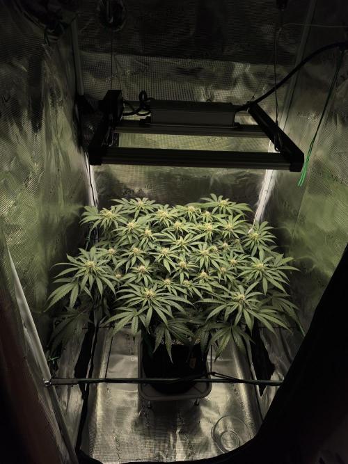 Grow Tent 70x70x160. Week 11