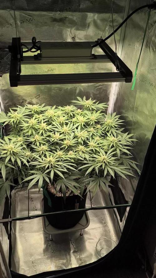 Grow Tent 70x70x160. Week 11