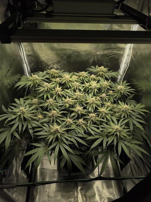 Purple Lemonade FF by FastBuds. Week 12