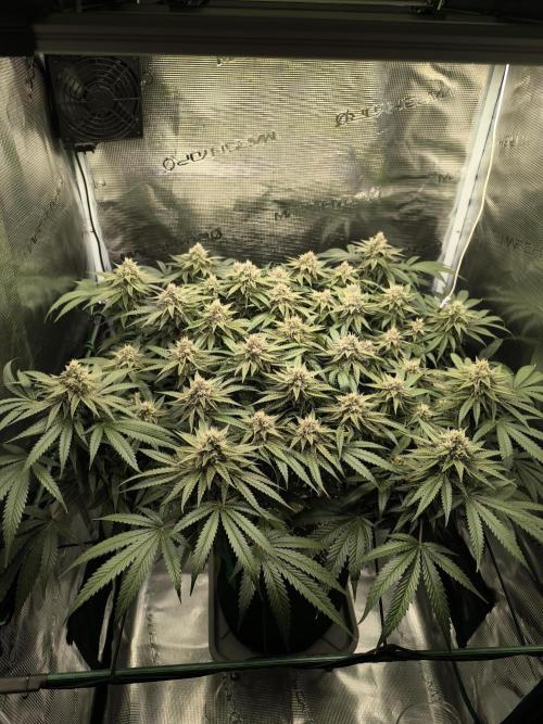 Purple Lemonade FF by FastBuds. Week 13