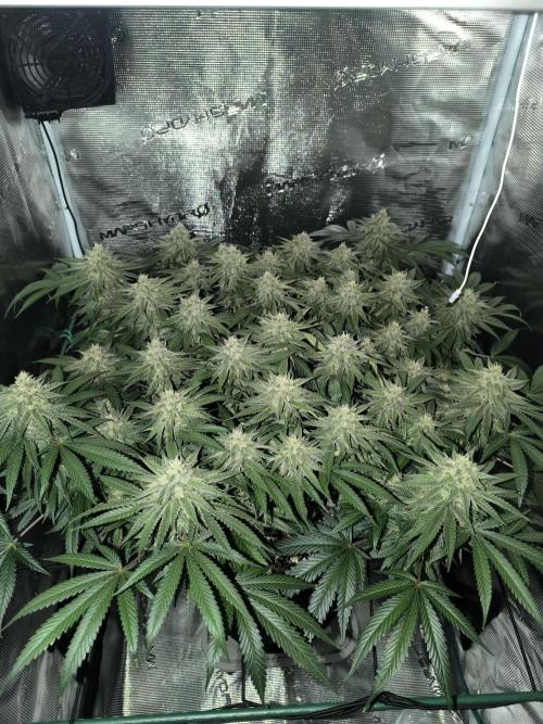 Grow Tent 70x70x160. Week 13