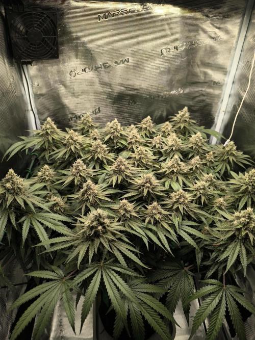 Purple Lemonade FF by FastBuds. Week 14
