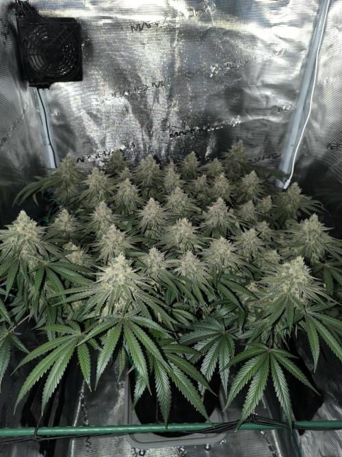 Grow Tent 70x70x160. Week 14