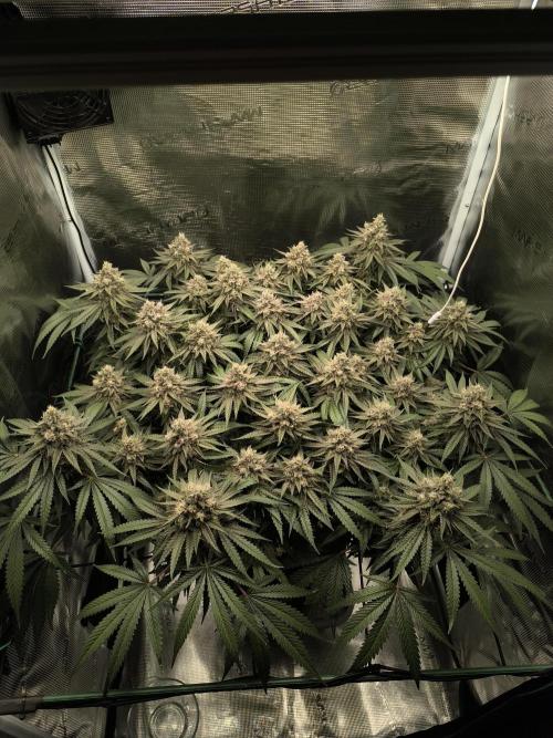 Purple Lemonade FF by FastBuds. Week 15