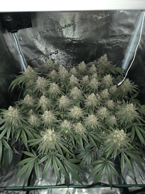 Purple Lemonade FF by FastBuds. Week 15