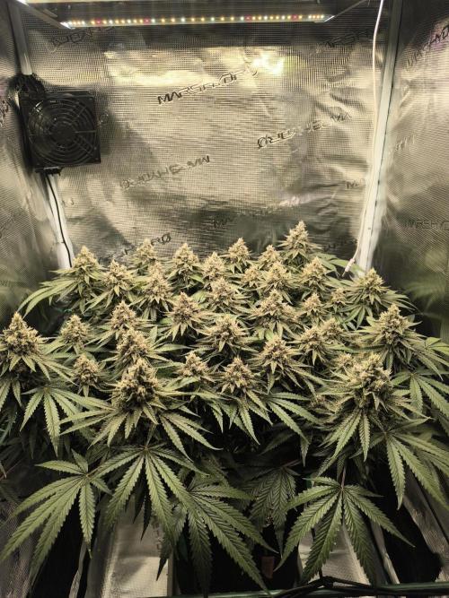 Purple Lemonade FF by FastBuds. Week 15