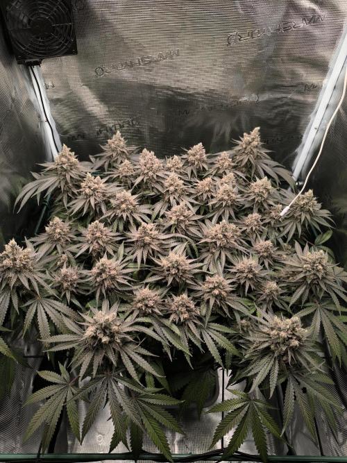 Purple Lemonade FF by FastBuds. Week 16