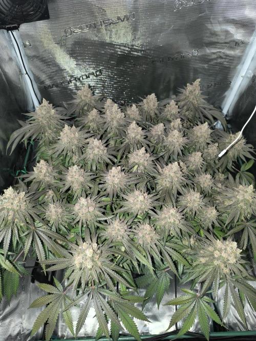 Purple Lemonade FF by FastBuds. Week 16